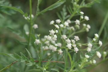 Parthenium hysterophorus, Santa Maria feverfew,whitetop weed or famine weed