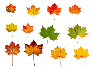 Fototapeta premium Isolated leaves. Collection of multicolored fallen autumn leaves isolated on transparent background 