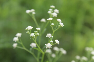 Parthenium hysterophorus, Santa Maria feverfew,whitetop weed or famine weed