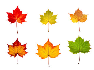 Isolated leaves. Collection of multicolored fallen autumn leaves isolated on transparent background
