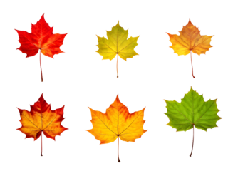 Isolated leaves. Collection of multicolored fallen autumn leaves isolated on transparent background
