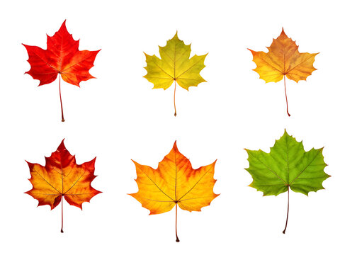 Isolated leaves. Collection of multicolored fallen autumn leaves isolated on transparent background
