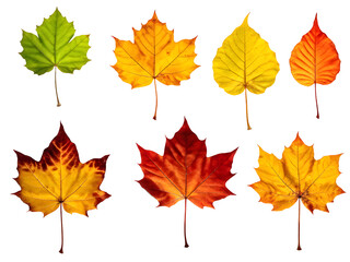 Fototapeta premium Isolated leaves. Collection of multicolored fallen autumn leaves isolated on transparent background 