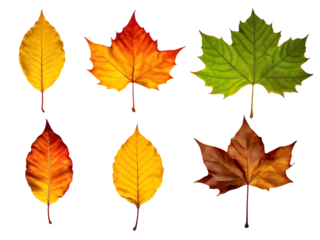 Isolated leaves. Collection of multicolored fallen autumn leaves isolated on transparent background
