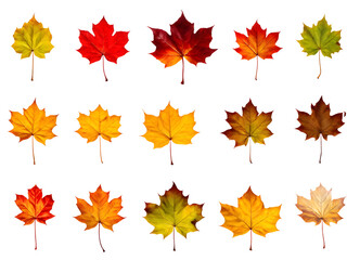 Fototapeta premium Isolated leaves. Collection of multicolored fallen autumn leaves isolated on transparent background 