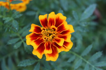 Tagetes erecta, the Aztec marigold, Mexican marigold, big marigold or Calendula