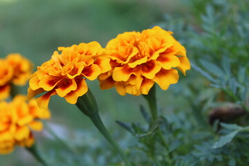 Tagetes erecta, the Aztec marigold, Mexican marigold, big marigold or Calendula