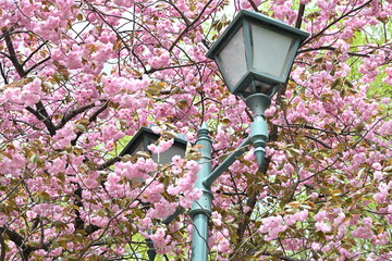 桜と外灯