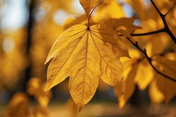 Obraz premium A Single Golden Leaf in the Autumn Forest