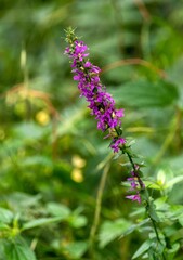 Lythrum salicaria or purple loosestrife in the wild