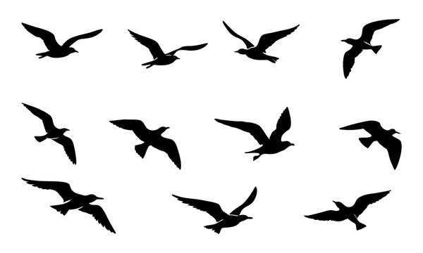 Set of seagull silhouette vector illustration