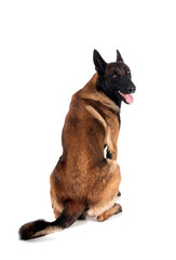 malinois in studio