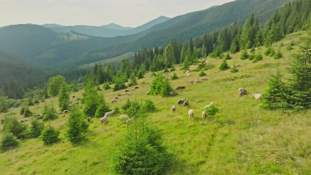 Flock sheep aerial mountains green ram tree forest view