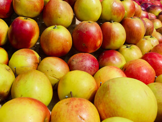 Close-up of fresh harvested red and yellow apples for sale at farmers market. 