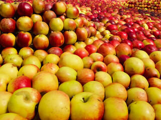 Close-up of fresh harvested red and yellow apples for sale at farmers market. 