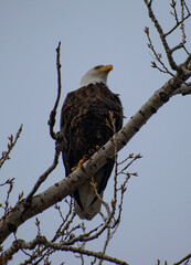 Eagle sitting on tree branch