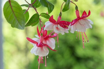 Fuchsia Snow Burner. Large double flowers adorned with bright red sepals and an elegantly ruffled, white corolla. Selective focus. Floral background.