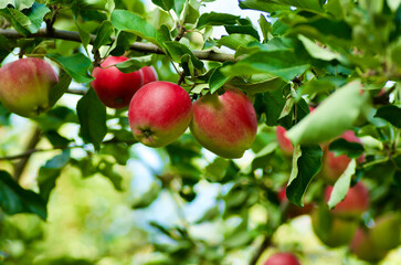 Close-up of an apple tree branch with green leaves and  ripe red healthy fruits in summer.  