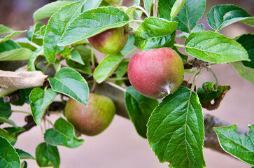 Close-up of an apple tree branch with green leaves and  unripe red healthy fruits in summer.  