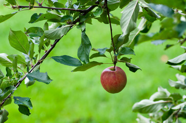 Close-up of an apple tree branch with green leaves and one ripe red healthy fruit in summer. 