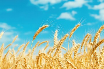 Fototapeta premium Golden wheat field under blue sky, ripe cereal crops