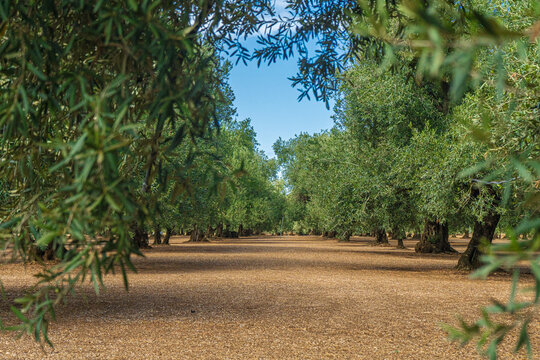 Ancient olive grove in Puglia, southern Italy &mdash; centuries-old olive trees forming a symmetrical perspective path through the countryside between Bisceglie and Corato, Apulia.