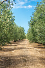 View of a field of olive trees in the countryside between Bisceglie and Corato in Puglia during the summer.