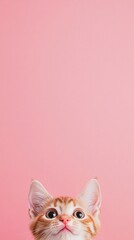 Obraz premium A close-up portrait of an adorable orange kitten with wide eyes, set against a soft pink background. The vertical composition and ample copy space above emphasize the kitten's curious and innocent exp