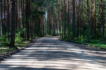 Empty country road through dense pine forest, summer morning