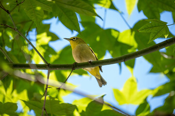China‘s bird on the tree