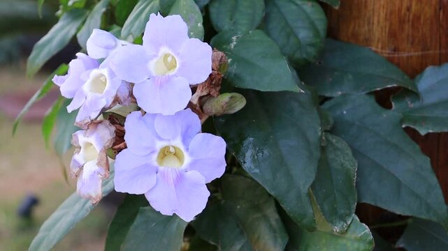 flores lil&aacute;s de trepadeira 