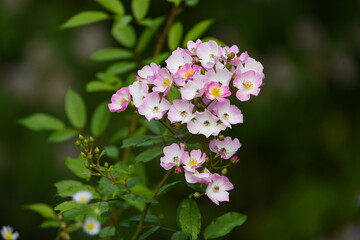 The name Rosa polyantha was given in 1843 by the German botanists Philipp Franz von Siebold and Joseph Gerhard Zuccarini for a multi-flowered rose from East Asia. Hanover Botanical School Garden, Germ
