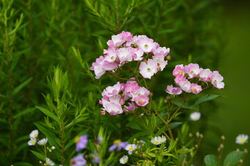 The name Rosa polyantha was given in 1843 by the German botanists Philipp Franz von Siebold and Joseph Gerhard Zuccarini for a multi-flowered rose from East Asia. Hanover Botanical School Garden, Germ