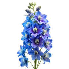 Obraz premium So Pretty Delphinium