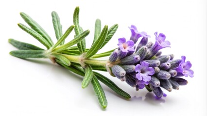 Naklejka premium Lavender flowers isolated on white background