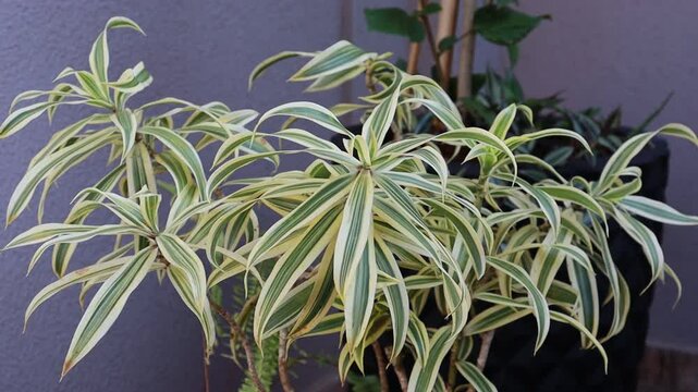 folhas planta balan&ccedil;ando com o vento 
