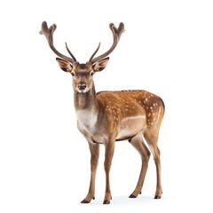 Fototapeta premium Fallow deer isolated on a white background