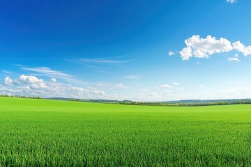 Obraz premium Vast Green Field Under Blue Sky