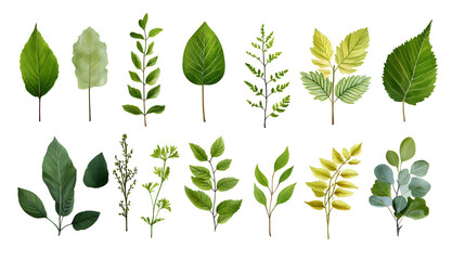 Minimalistic illustration collection of different green leaves and plants isolated on white background