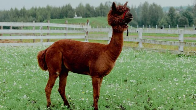Funny ginger lama on a chamomile field