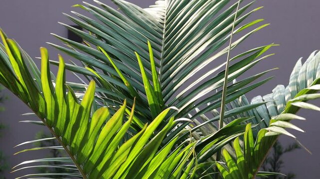palma folhas tropicais de palmeira movimento com vento 