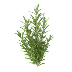 Fototapeta premium photography of aromatic rosemary plant isolated on plain white background transparent png 