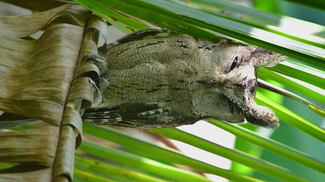 Indian Scops - Owl Otus bakkamoena on the coconut tree