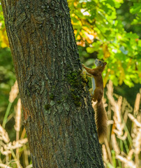 Eurasian red squirrel (Sciurus vulgaris) climbing on stem