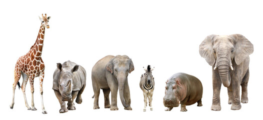 キリン　シロサイ　ゾウ　シマウマ　カバ　アフリカゾウの正面 © toshihiro emi