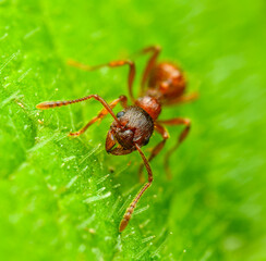 ant in detail on green leaf