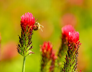 honey bee (Apis mellifera) on red clover