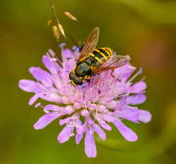 hoverfly sitting on pink flower