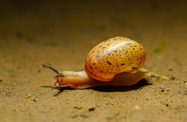 small land snail (Fruticicola fruticum) on the ground