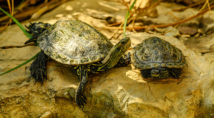 red-eared slider turtle (Trachemys scripta elegans)
